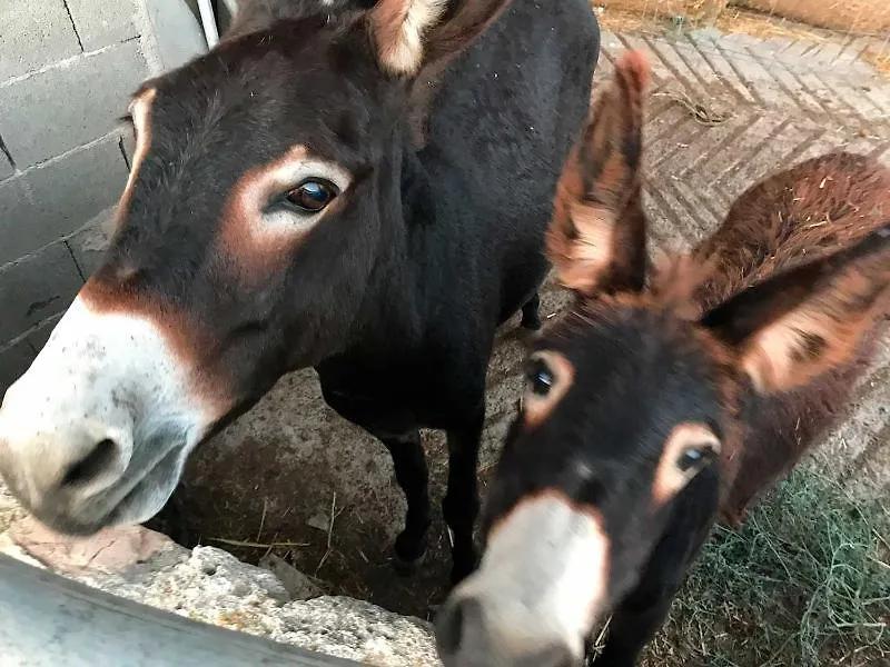 Ca Na Nina Βίλα Sant Llorenc Des Cardassar